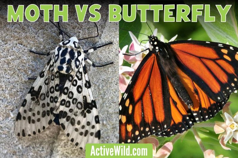 Comparing The Butterfly Vs. Similar Insects