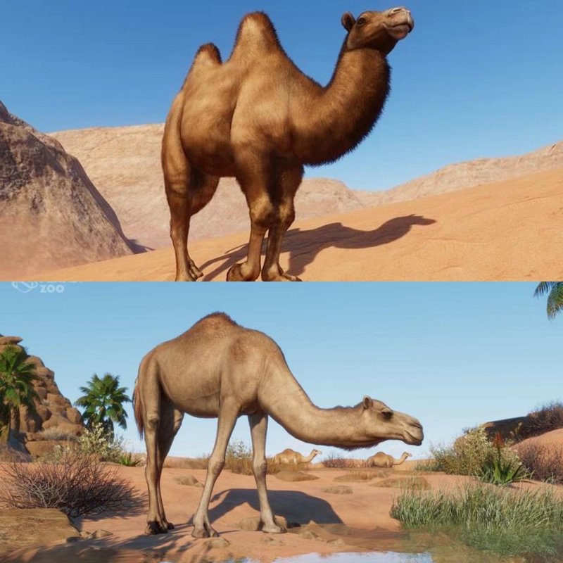 Comparing The Camel Vs. [Similar Species]