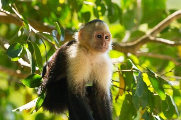Comparing The Capuchin Monkey Vs. [Similar Species]