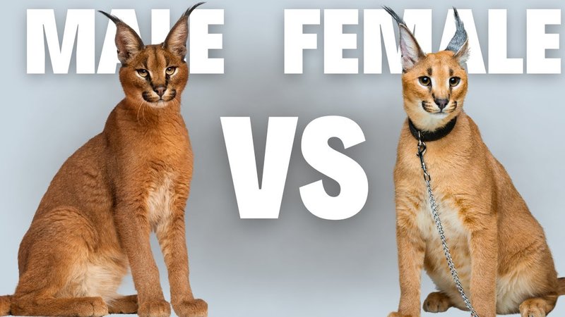 Comparing The Caracal Vs. [Similar Species]