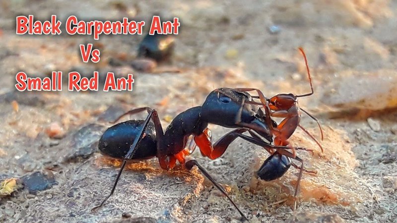 Comparing The Carpenter Ant Vs. Similar Insects