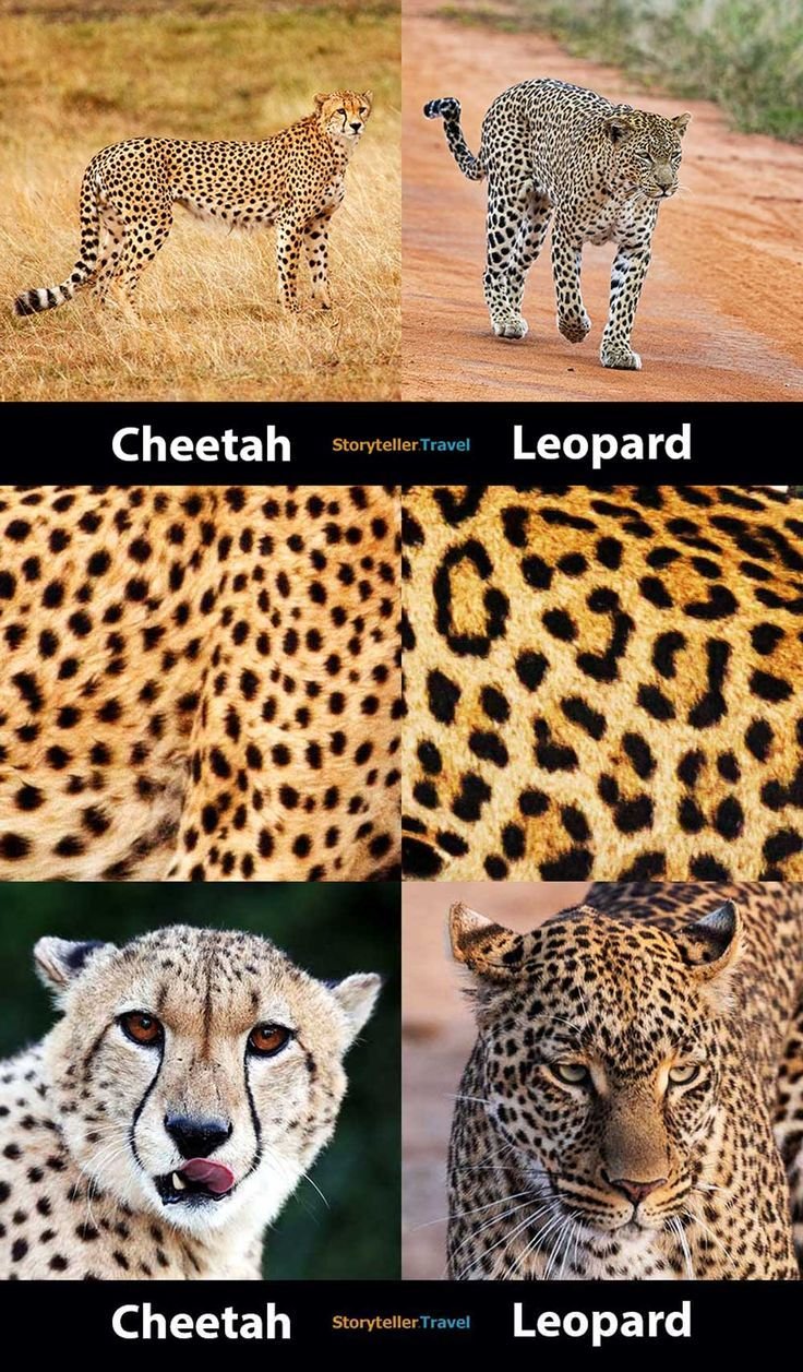 Comparing The Cheetah Vs. [Similar Species]