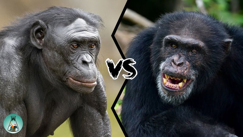 Comparing The Chimpanzee Vs. [Similar Species]