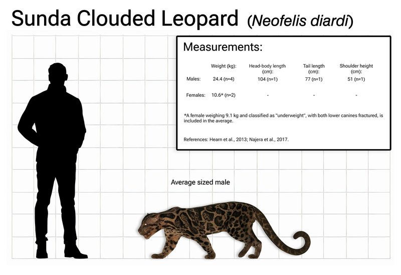 Comparing The Clouded Leopard Vs. [Similar Species]