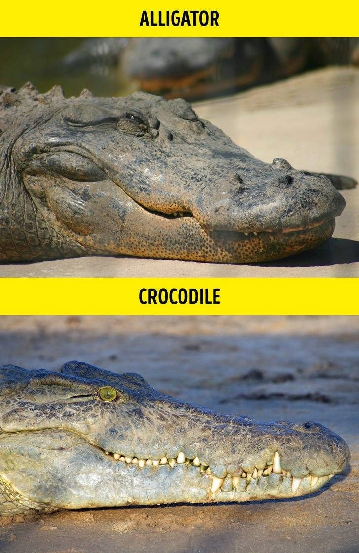 Comparing The Crocodile Vs. [Similar Species]