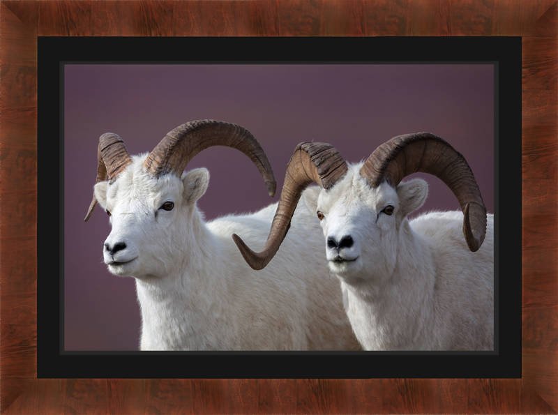 Comparing The Dall Sheep Vs. [Similar Species]