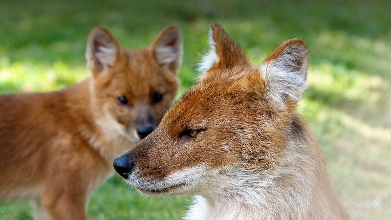 Comparing The Dhole Vs. [Similar Species]