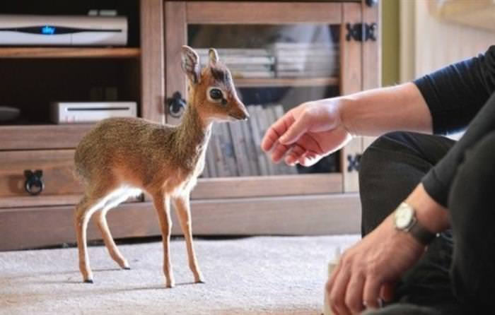 Comparing The Dik-Dik Vs. [Similar Species]