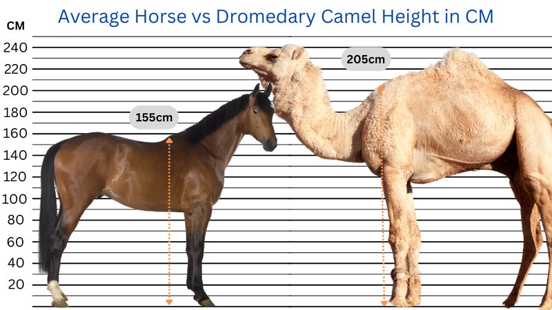 Comparing The Dromedary Vs. [Similar Species]