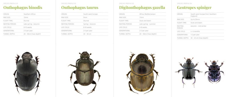 Comparing The Dung Beetle Vs. Similar Insects