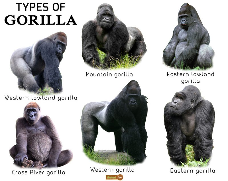 Comparing The Eastern Gorilla Vs. [Similar Species]