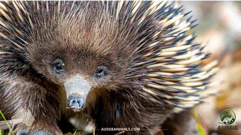 Comparing The Echidna Vs. [Similar Species]