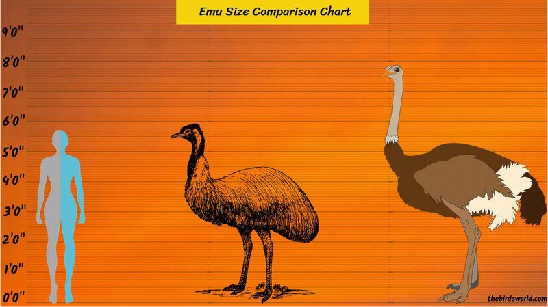 Comparing The Emu Vs. [Similar Species]