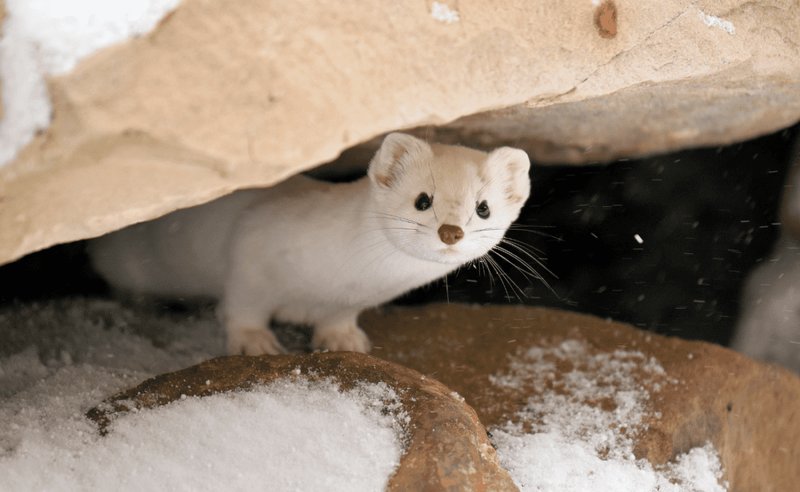 Comparing The Ermine Vs. [Similar Species]
