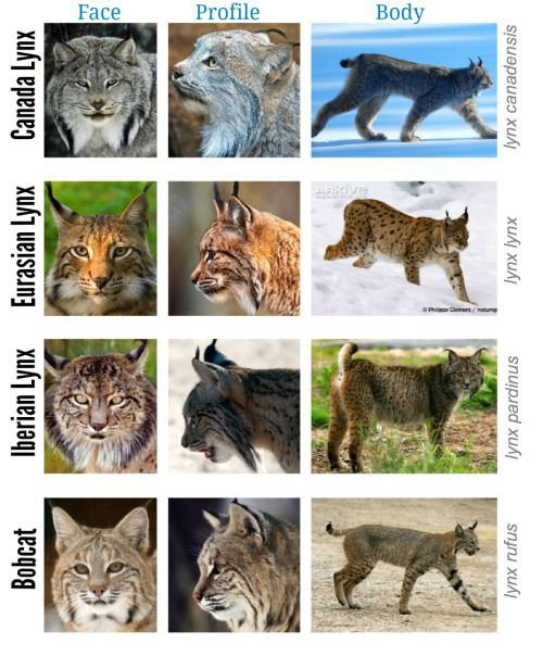 Comparing The Eurasian Lynx Vs. [Similar Species]