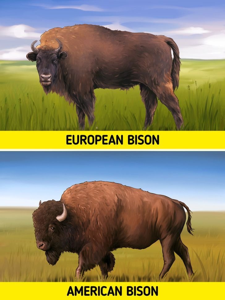 Comparing The European Bison Vs. [Similar Species]