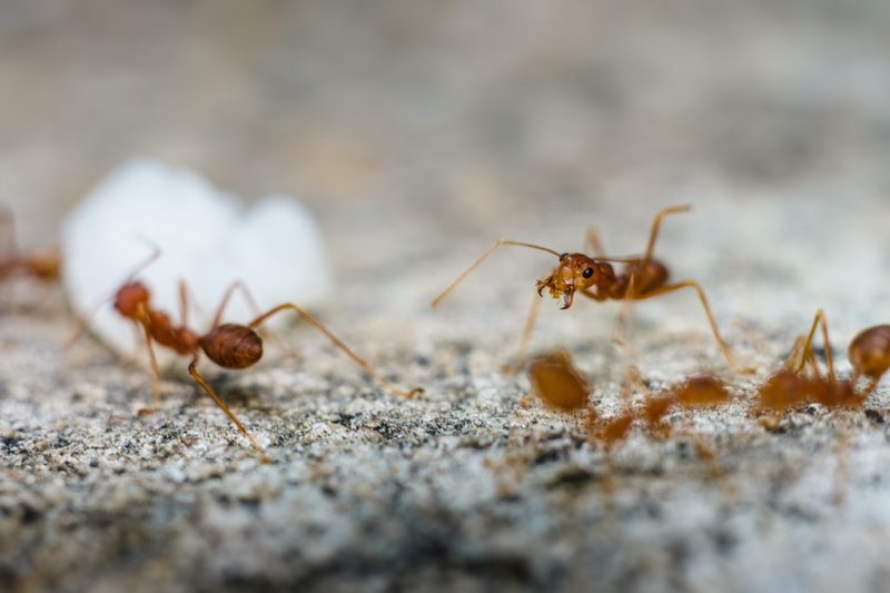Comparing The Fire Ant Vs. Similar Insects