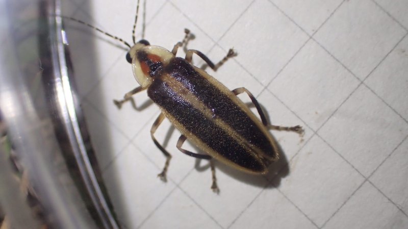 Comparing The Firefly Vs. Similar Insects