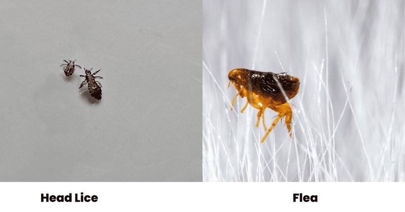 Comparing The Flea Vs. Similar Insects