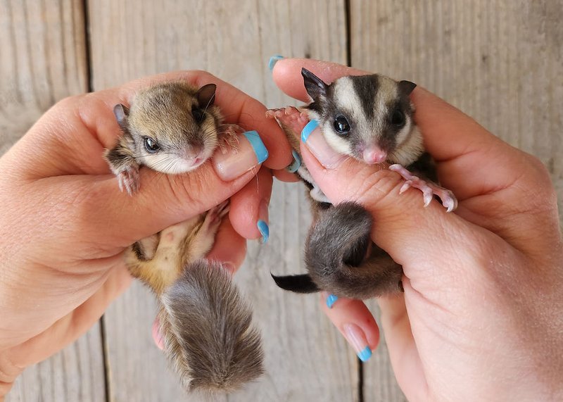 Comparing The Flying Squirrel Vs. [Similar Species]