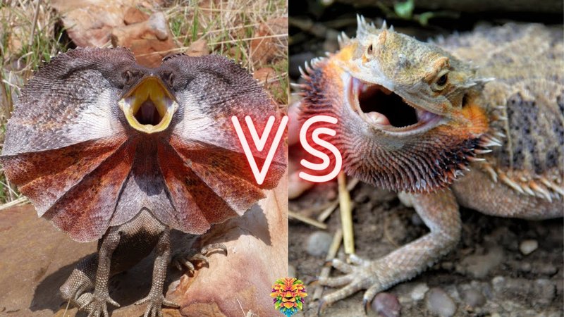 Comparing The Frilled Lizard Vs. [Similar Species]