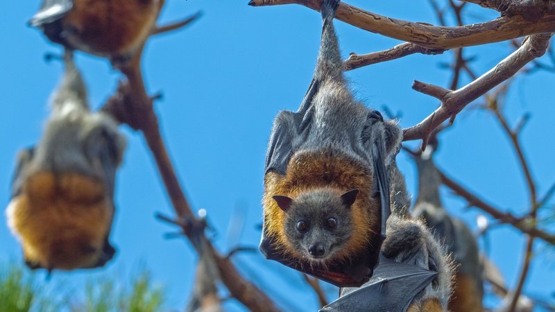 Comparing The Fruit Bat Vs. [Similar Species]