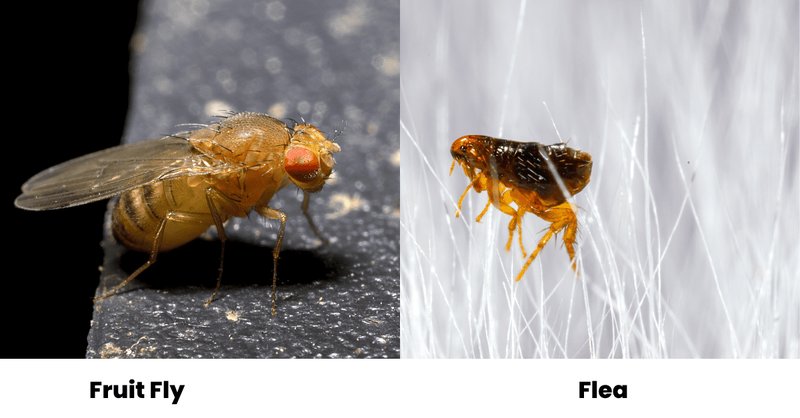 Comparing The Fruit Fly Vs. Similar Insects