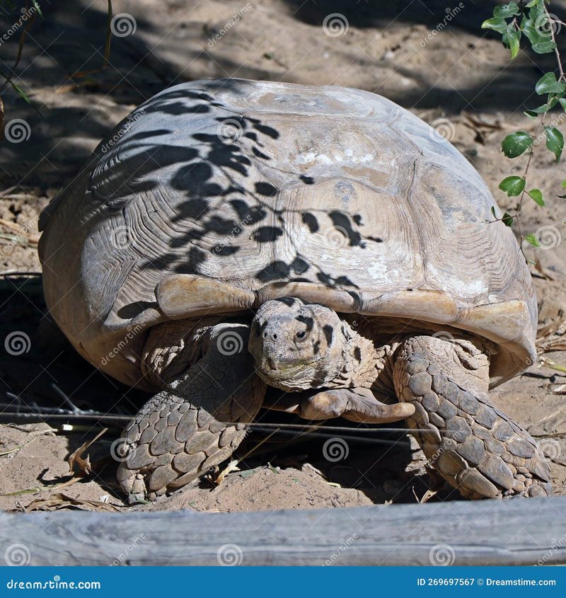 Comparing The Galã¡Pagos Tortoise Vs. [Similar Species]