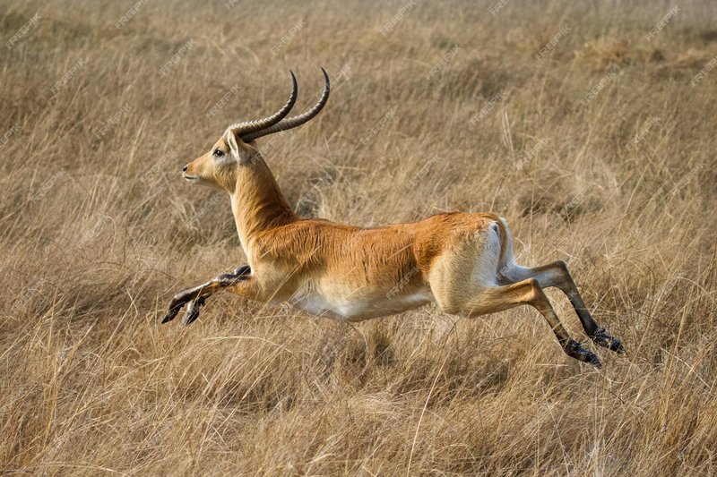 Comparing The Gazelle Vs. [Similar Species]