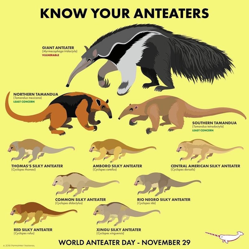 Comparing The Giant Anteater Vs. [Similar Species]