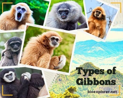 Comparing The Gibbon Vs. [Similar Species]