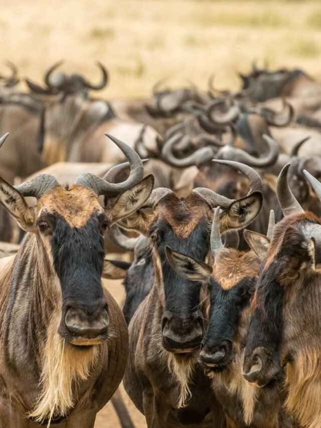 Comparing The Gnu Vs. [Similar Species]