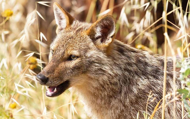 Comparing The Golden Jackal Vs. [Similar Species]
