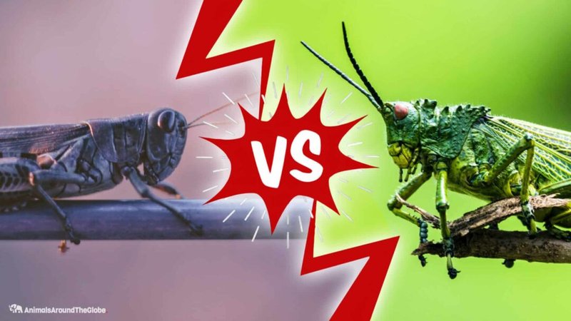Comparing The Grasshopper Vs. Similar Insects