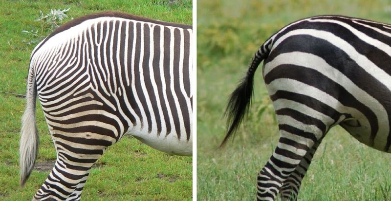 Comparing The Grevyâ€™S Zebra Vs. [Similar Species]