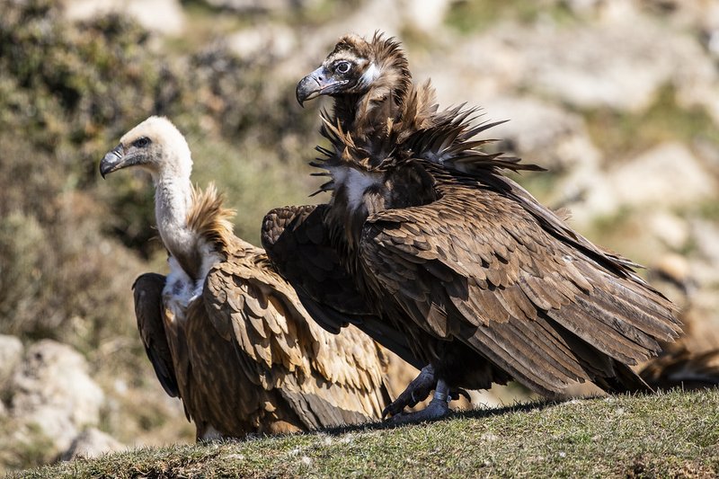 Comparing The Griffon Vulture Vs. [Similar Species]