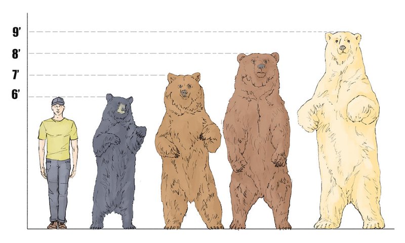 Comparing The Grizzly Bear Vs. [Similar Species]