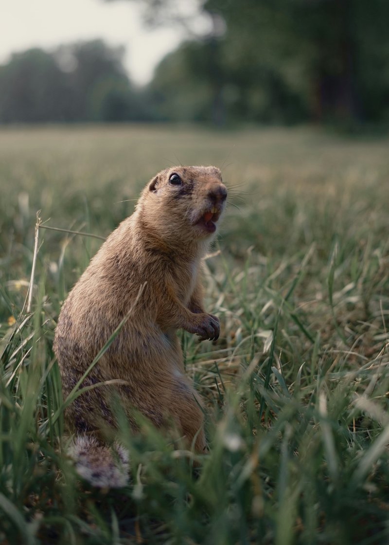 Comparing The Ground Squirrel Vs. [Similar Species]