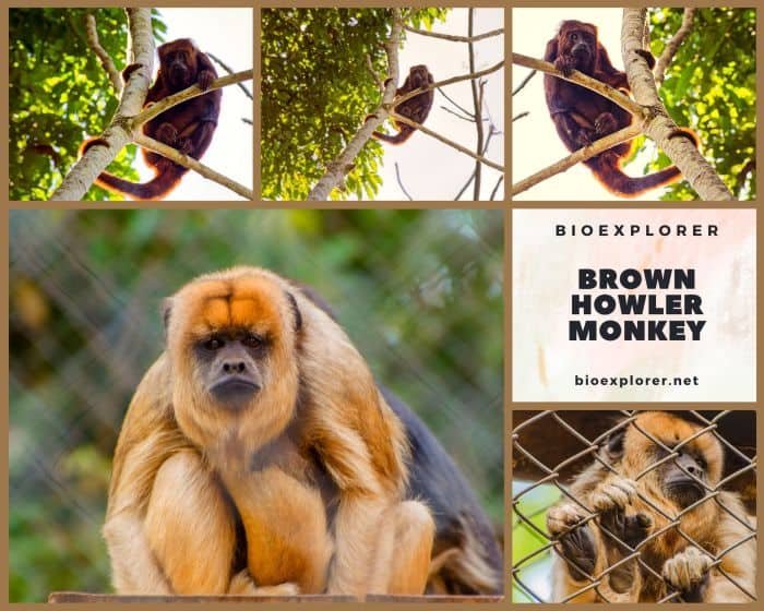 Comparing The Guariba (Howler Monkey) Vs. [Similar Species]
