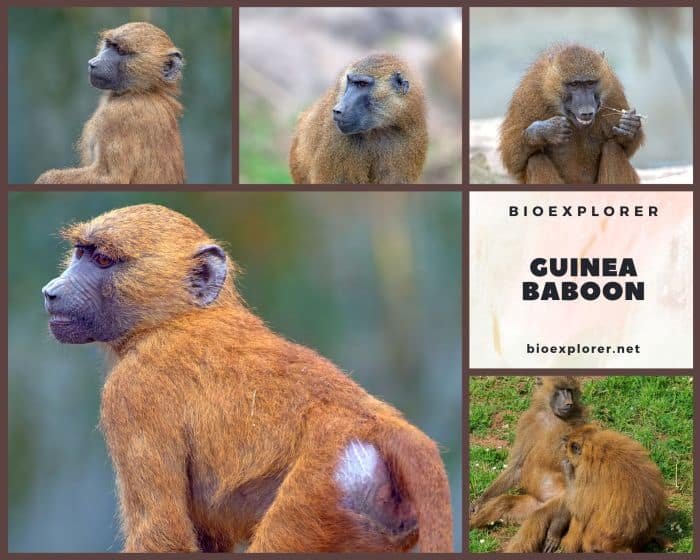 Comparing The Guinea Baboon Vs. [Similar Species]