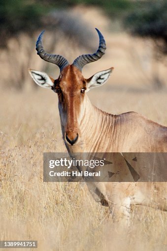 Comparing The Hartebeest Vs. [Similar Species]