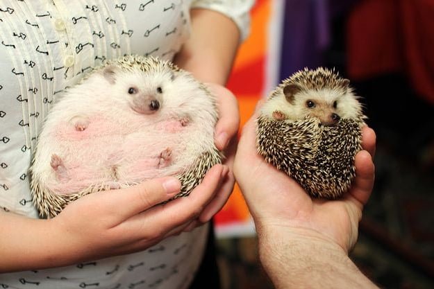 Comparing The Hedgehog Vs. [Similar Species]