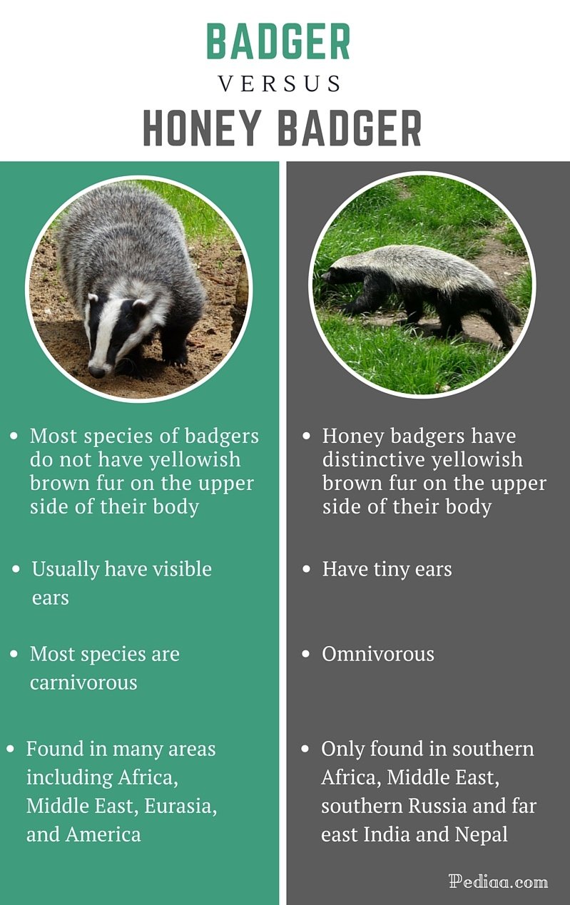 Comparing The Honey Badger Vs. [Similar Species]