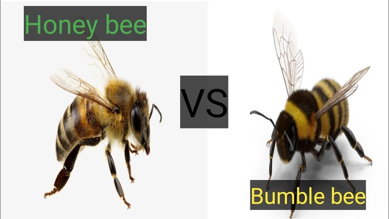 Comparing The Honey Bee Vs. Similar Insects