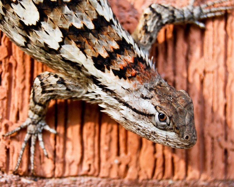 Comparing The Horned Lizard Vs. [Similar Species]