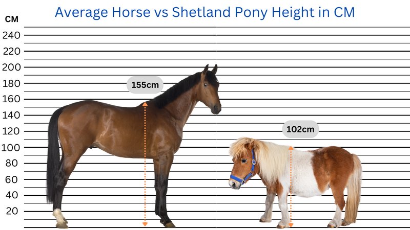 Comparing The Horse Vs. [Similar Species]