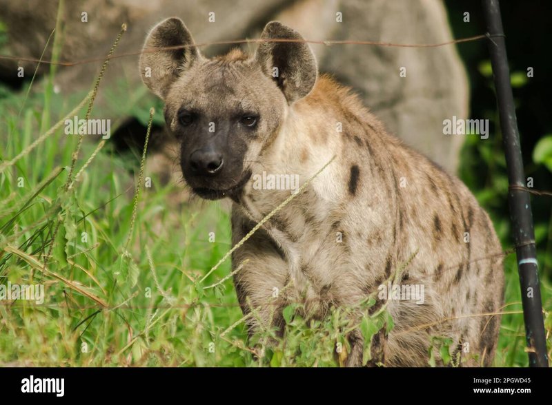 Comparing The Hyaena Vs. [Similar Species]