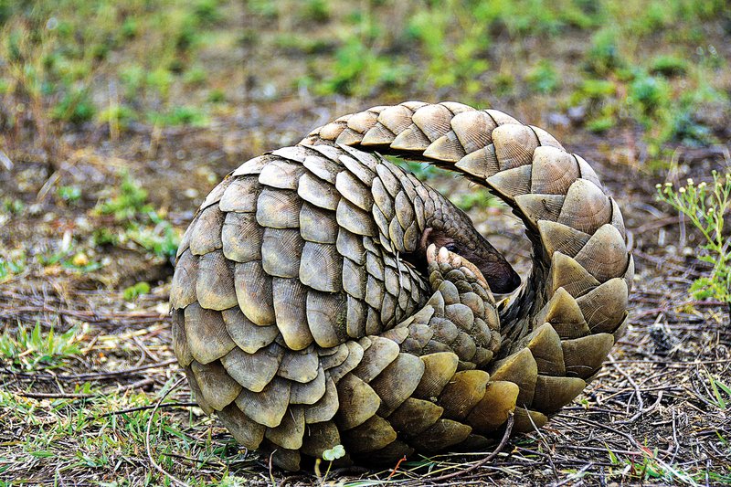 Comparing The Indian Pangolin Vs. [Similar Species]