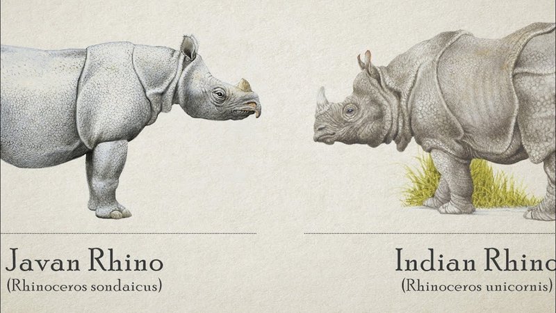 Comparing The Indian Rhinoceros Vs. [Similar Species]