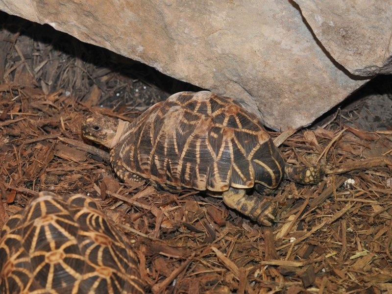 Comparing The Indian Star Tortoise Vs. [Similar Species]